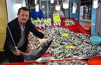 Balıkçılara 13 kilogramlık levrek sürprizi