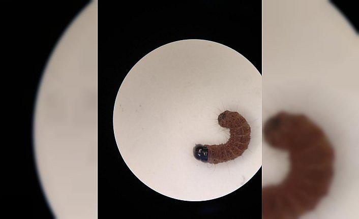 Bartın'da yeni ceviz zararlısına rastlandı