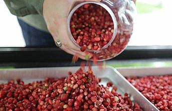 Dağ çileği dondurma oldu