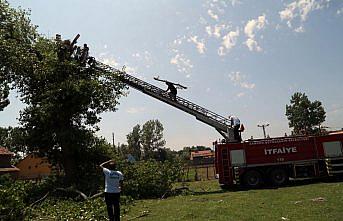Devrilen ağaçtan düşen leylek yavruları tedavi ediliyor