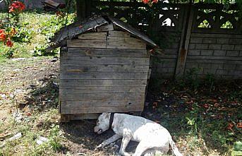Dogo cinsi köpek kulübesinde öldürülmüş halde bulundu