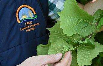Fındıkta rekolte tespit çalışması başladı