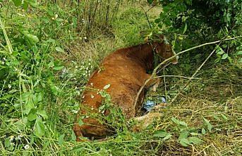 Kanala düşen ineği itfaiye kurtardı