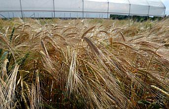 Kuraklığa dayanıklı yeni arpa türü geliştirdiler