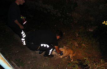 Su kanalında düşen köpeği itfaiye kurtardı