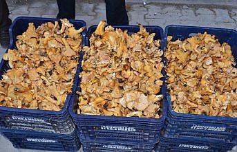 Tavuk ayağı mantarı 8 liradan alıcı buluyor