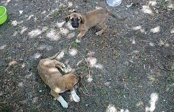 Terkedilmiş yavru köpeklere kaymakam sahip çıktı