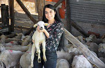 Üniversite yolunda hayvancılığa adım attı