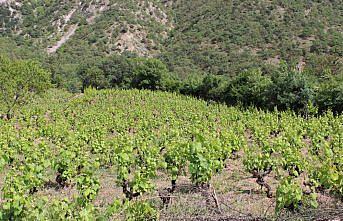 Yaprağı meyvesinden 10 kat değerli