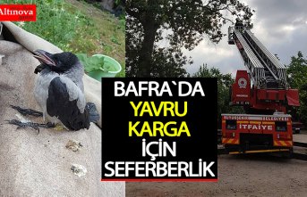Yavru karga yuvasına bırakıldı