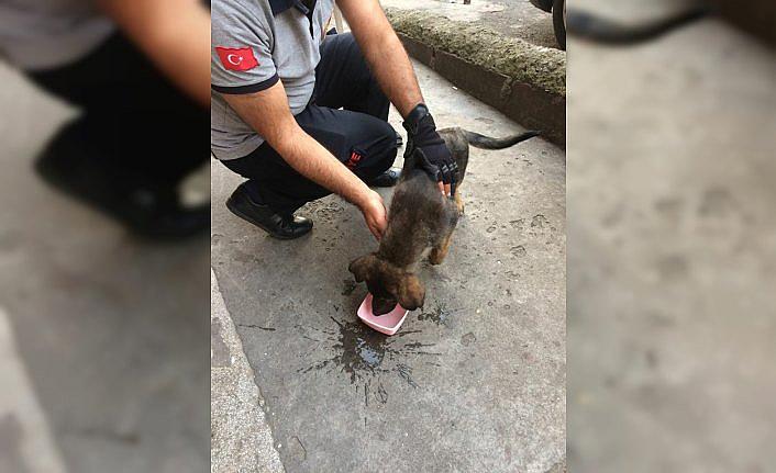 Yavru köpekleri itfaiye kurtardı