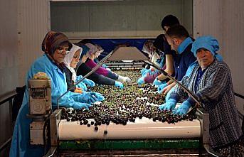 Amasya kirazı 10 ülkede ağızları tatlandırıyor