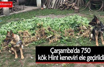 Çarşamba'da 750 kök Hint keneviri ele geçirildi