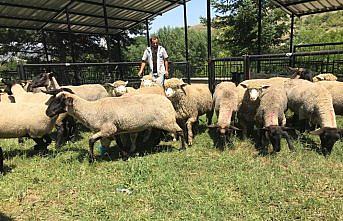 Damızlık koyun ithal ettiler