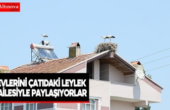 Evlerini çatıdaki leylek ailesiyle paylaşıyorlar