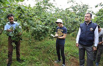 Fındıkta rekolte tespit çalışması tamamlandı