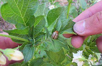 Kavak'ta çiftçilere patates böceği uyarısı