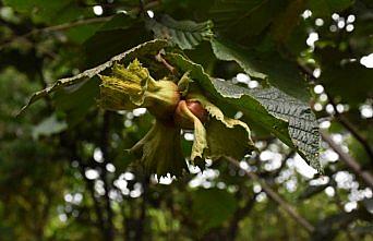 Ordu'da fındık hasadı türkü eşliğinde başladı