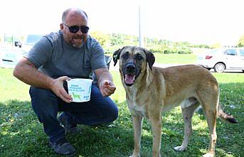 Sokak hayvanları için 