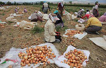 Suluova'da soğan hasatına başlandı