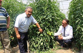 Tarım Müdürü Sarı, seraları gezdi