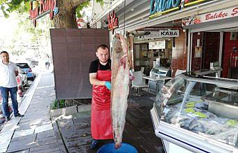 Yeşilırmak'ta 2 metrelik yayın balığı oltaya takıldı