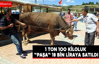 1 ton 100 kiloluk "Paşa" 18 bin liraya satıldı
