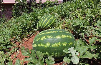 Bahçesinde denemek için başladı 1 ton karpuz üretti