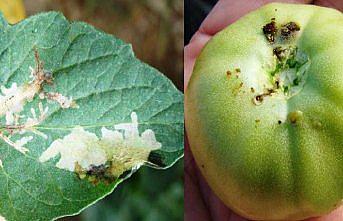 Bartın'da domates zararlısı ile mücadele