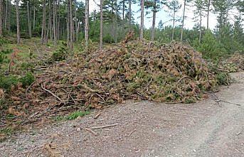Çorum'da orman artıklarından enerji üretiliyor
