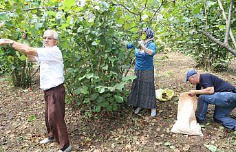 Fındık üreticisi sel sonrası yeniden bahçelerde