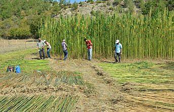 Hanönü'de yeniden ekilen kendir hasat ediliyor