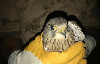 Jandarmanın bulduğu yavru kerkenez koruma altında