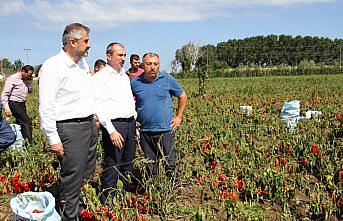 Milletvekili Kırcalı, Bafra'da incelemeler yaptı