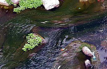Niksar'da balık ölümleri