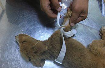 Ölmek üzereyken bulduğu yavru köpeğe sahip çıktı