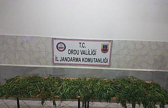 Ordu'da 8 kilogram esrar ele geçirildi