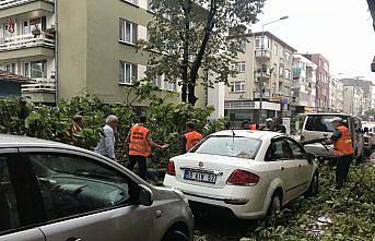 Samsun'da sağanak ve şiddetli rüzgar ağaç devirdi