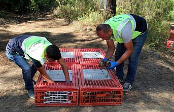 Sinop'ta 2 bin sülün doğayla buluştu
