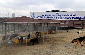 Sokak hayvanları buharla serinletiliyor