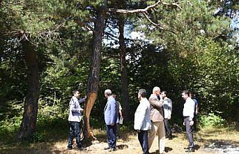 Tokat'ta çam ağaçlarına zarar verilmesi