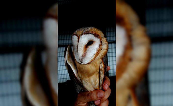 Yaralı peçeli baykuş yavrusu korumaya alındı