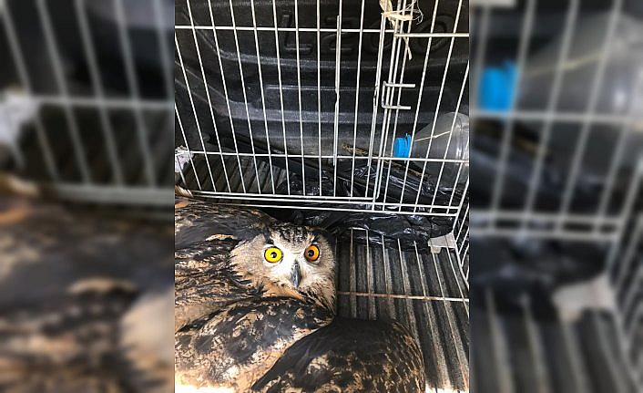 Yaralı puhu kuşu tedavi edildi