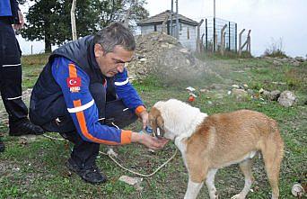 Bartın'da uçurumda mahsur kalan köpek kurtarıldı