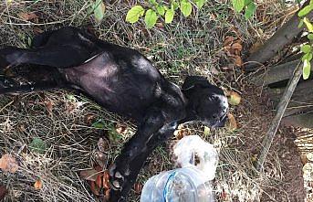 Bolu'da yavru köpekler tüfekle vurulmuş halde bulundu
