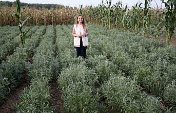 Düzce'de tıbbi ve aromatik bitkilerin ilk hasadı yapıldı
