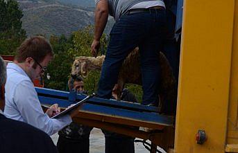 Genç Çiftçi Projesi