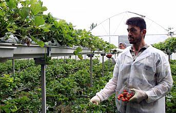 Hobi amaçlı yapılan çilek üretimi gelir kapısı oldu