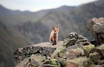 Kaçkar Dağları Milli Parkı'nda kızıl tilkiler görüntülendi