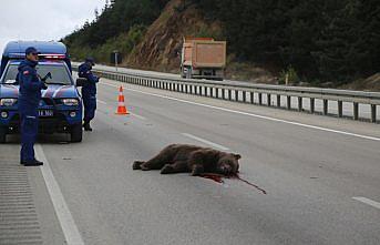 Kastamonu'da aracın çarptığı bozayı telef oldu